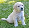 Foto №2 zu Ankündigung № 106344 zu verkaufen golden retriever - einkaufen Niederlande quotient 	ankündigung