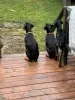 Foto №2 zu Ankündigung № 129630 zu verkaufen dobermann - einkaufen Deutschland quotient 	ankündigung