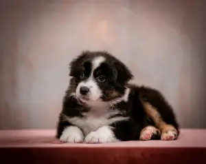 Foto №3. Welpen des Australian Shepherd (Aussie) zu verkaufen. Russische Föderation