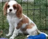 Foto №1. cavalier king charles spaniel - zum Verkauf in der Stadt Lisbon | verhandelt | Ankündigung № 126867