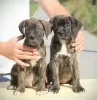 Zusätzliche Fotos: Cane Corso Welpen zu verkaufen