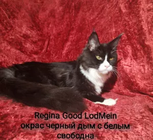 Foto №2 zu Ankündigung № 5248 zu verkaufen maine-coon-katze - einkaufen Russische Föderation quotient 	ankündigung