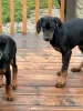 Foto №3. Dobermann-Welpen zu verkaufen.. Deutschland