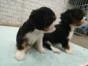 Foto №2 zu Ankündigung № 4616 zu verkaufen cavalier king charles spaniel - einkaufen Ukraine quotient 	ankündigung