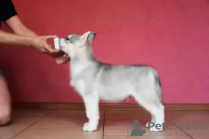 Foto №2 zu Ankündigung № 7268 zu verkaufen siberian husky - einkaufen Russische Föderation vom kindergarten