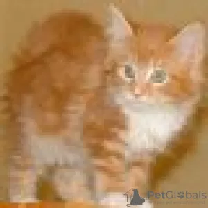 Foto №2 zu Ankündigung № 129224 zu verkaufen maine-coon-katze - einkaufen Schweiz züchter