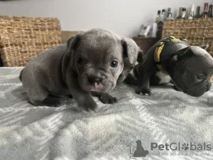 Foto №4. Ich werde verkaufen französische bulldogge in der Stadt Brjansk.  - preis - 274€