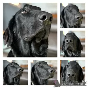 Foto №1. flat coated retriever - zum Verkauf in der Stadt Ham-sous-Varsberg | 1000€ | Ankündigung № 127188