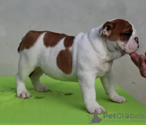 Foto №4. Ich werde verkaufen englische bulldogge in der Stadt Gajdobra.  - preis - verhandelt