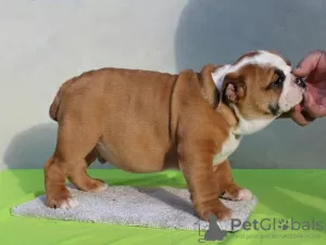 Zusätzliche Fotos: ENGLISCHE BULLDOGGE Welpen