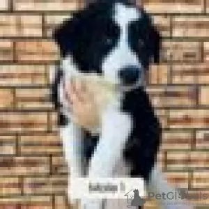 Foto №2 zu Ankündigung № 128415 zu verkaufen border collie - einkaufen Finnland züchter