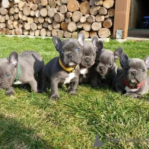 Foto №1. kerry blue terrier - zum Verkauf in der Stadt Leipzig | 159€ | Ankündigung № 129608