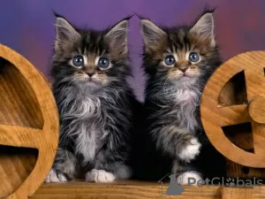 Foto №2 zu Ankündigung № 50409 zu verkaufen maine-coon-katze - einkaufen USA quotient 	ankündigung