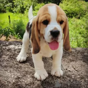 Foto №2 zu Ankündigung № 128334 zu verkaufen beagle - einkaufen Deutschland quotient 	ankündigung