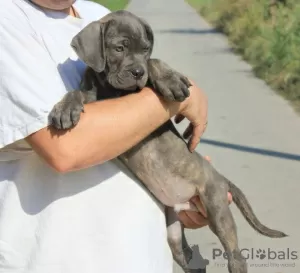 Zusätzliche Fotos: Cane Corso Welpen zu verkaufen