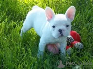 Zusätzliche Fotos: Französische Bulldoggenwelpen