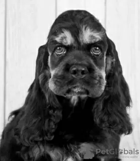 Zusätzliche Fotos: Amerikanische Cocker Spaniel-Welpen