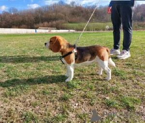 Foto №1. beagle - zum Verkauf in der Stadt Koceljeva | verhandelt | Ankündigung № 128607