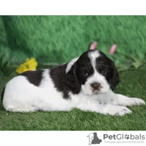 Foto №1. amerikanischer cocker spaniel - zum Verkauf in der Stadt Bogotá | 95€ | Ankündigung № 45699