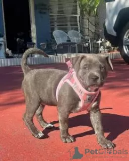 Foto №1. american pit bull terrier - zum Verkauf in der Stadt Lisbon | verhandelt | Ankündigung № 126885