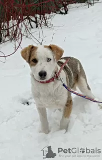 Zusätzliche Fotos: Shaggy ein Hund mit anderen Augen sucht ein Zuhause.