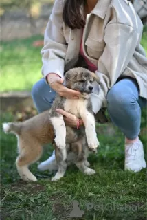 Zusätzliche Fotos: Japanische Akita Inu-Welpen