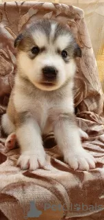 Foto №4. Ich werde verkaufen alaskan malamute in der Stadt Cherson. züchter - preis - 93€