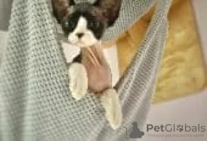 Foto №1. devon rex - zum Verkauf in der Stadt Berlin | Frei | Ankündigung № 126795