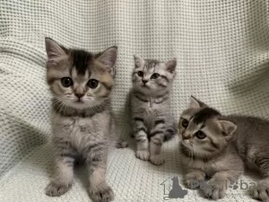 Foto №3. Schottische Kätzchen Scottish Fold und Scottish Straight. Moldawien