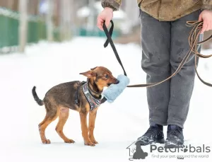 Foto №2 zu Ankündigung № 128082 zu verkaufen mischlingshund - einkaufen Russische Föderation quotient 	ankündigung