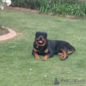 Foto №4. Ich werde verkaufen rottweiler in der Stadt Villingen-Schwenningen. züchter - preis - Frei