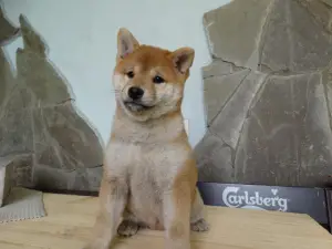 Foto №1. shiba - zum Verkauf in der Stadt Woronesch | 503€ | Ankündigung № 4580