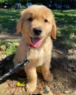 Foto №1. golden retriever - zum Verkauf in der Stadt Nordhorn | 400€ | Ankündigung № 99394