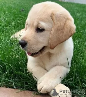 Foto №1. labrador retriever - zum Verkauf in der Stadt Хогезанд | 700€ | Ankündigung № 55266