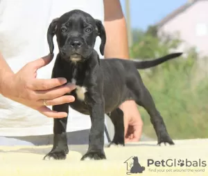 Zusätzliche Fotos: Cane Corso Welpen zu verkaufen