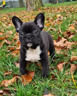 Foto №1. französische bulldogge - zum Verkauf in der Stadt Bielefeld | 404€ | Ankündigung № 128239