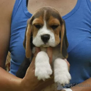 Foto №3. Wunderschöne Beagle-Welpen zu verkaufen.. Deutschland