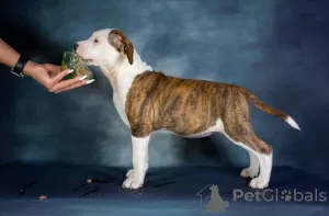 Foto №2 zu Ankündigung № 127832 zu verkaufen amerikanischer staffordshire terrier - einkaufen Lettland züchter