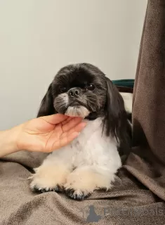 Foto №4. Ich werde verkaufen shih tzu in der Stadt Клуж. züchter - preis - 1000€