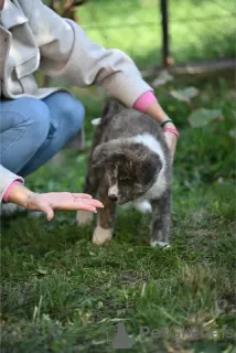 Foto №3. Japanische Akita Inu-Welpen. Serbien