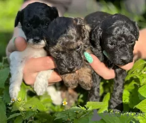 Foto №3. Miniature Poodle Puppies for adoption. Deutschland