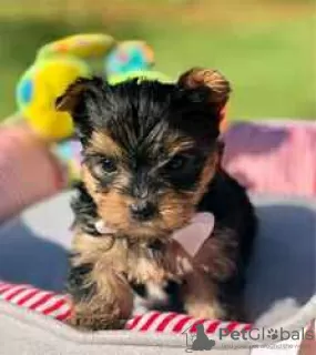 Foto №3. Wunderschöne reinrassige Yorkshire-Terrier-Welpen zu verkaufen. USA