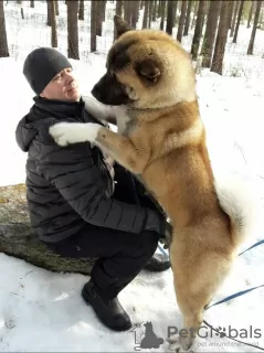 Zusätzliche Fotos: Amerikanische Akita Welpen zu verkaufen