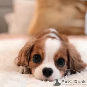 Foto №2 zu Ankündigung № 127295 zu verkaufen cavalier king charles spaniel - einkaufen USA 