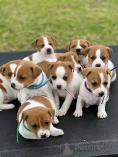 Foto №1. jack russell terrier - zum Verkauf in der Stadt Nashville | 425€ | Ankündigung № 129543