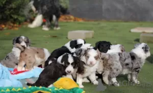 Foto №1. border collie - zum Verkauf in der Stadt Berlin | Frei | Ankündigung № 126575