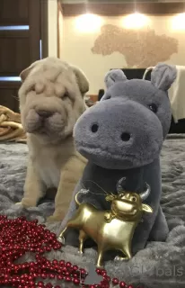 Foto №3. Shar Pei Welpen. Ukraine