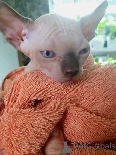 Foto №1. sphynx cat - zum Verkauf in der Stadt Яроцин | 597€ | Ankündigung № 76351