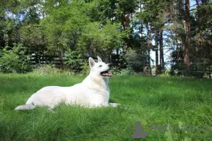 Zusätzliche Fotos: Weißer Schweizer Schäferhund mit kurzen Haaren