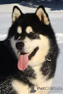 Foto №4. Ich werde verkaufen alaskan malamute in der Stadt Šid.  - preis - verhandelt